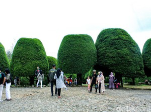 Ih Gemasnya! Ada Bukit Jamur di Rancabolang Ciwidey