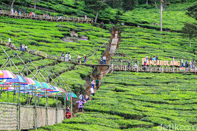 Bukit Jamur Rancabolang di Bandung Selatan