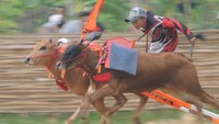 Kejuaraan ini diikuti puluhan pasang sapi se-Madura dan Probolinggo.