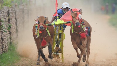 Potret Keseruan Karapan Sapi se-Madura dan Probolinggo
