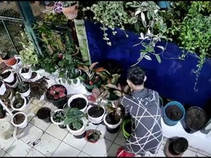 Aksi Santuy Pencuri Terekam CCTV: Gasak Bunga hingga Gondol Sandal