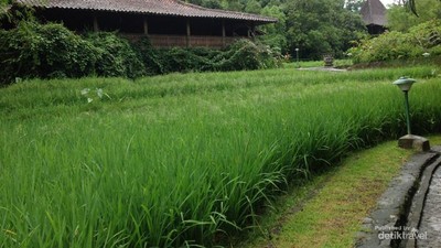 Foto: Rekomendasi Villa Cantik Tepi Sawah di Ungaran