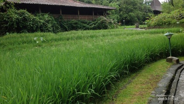 Foto: Rekomendasi Villa Cantik Tepi Sawah di Ungaran