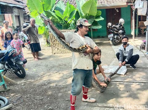 Ular piton sanca 4 meter ditangkap warga Desa Gribig Kecamatan Gebog, Sabtu (10/4/2021).