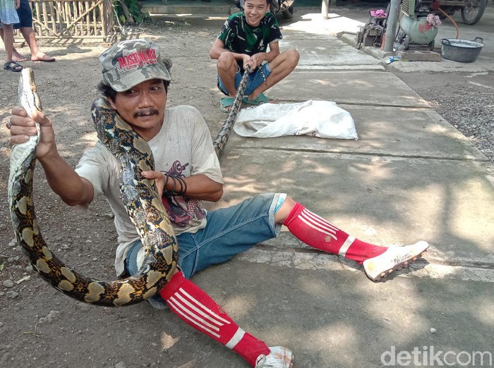 Ular piton sanca 4 meter ditangkap warga Desa Gribig Kecamatan Gebog, Sabtu (10/4/2021).