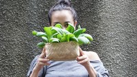 Ada banyak jenis sayuran yang ditanam di sana. Salah satunya adalah bokcoy. Dan ini adalah momen Atiqah saat memanen bokcoy hasil dari perkebunannya sendiri. Foto: Instagram @atiqahhasiholan