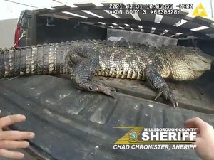 Bikin Kaget! Buaya Sepanjang 3 Meter Sembunyi di Bawah Mobil