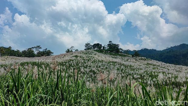 Kebun tebu Gendu, Kulon Progo