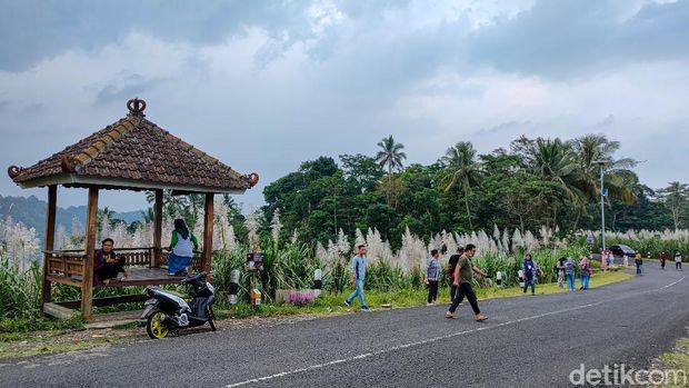 Kebun tebu Gendu, Kulon Progo