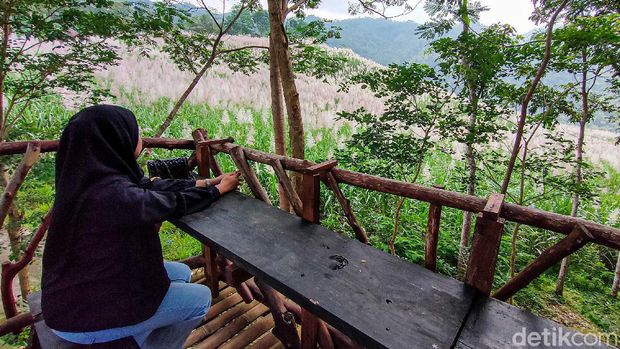 Kebun tebu Gendu, Kulon Progo