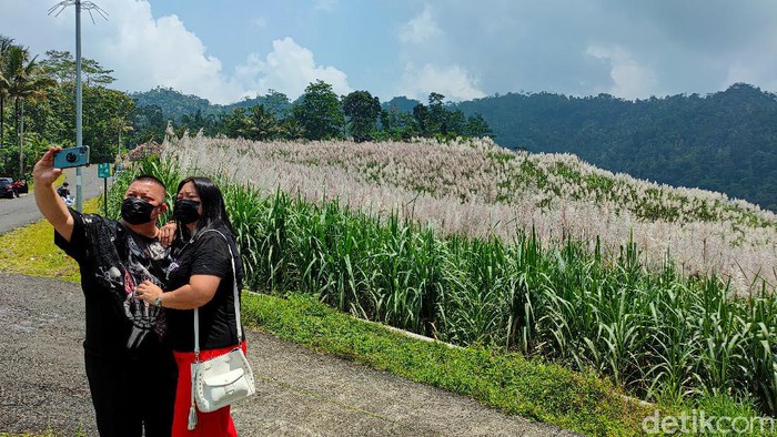 Kebun tebu Gendu, Kulon Progo