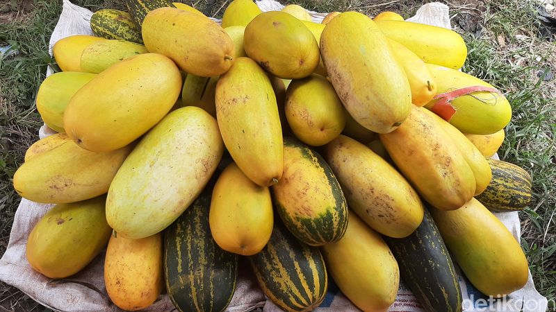 Timun suri jadi buah favorit saat bulan Ramadhan karena kerap dijadikan menu buka puasa. Pedagang timun suri pun mulai bermunculan jelang Ramadhan di Bogor.