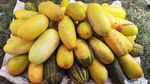 Jelang Ramadhan, Pedagang Timun Suri di Bogor Mulai Menjamur