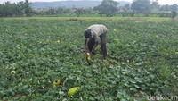 Para pedangang rata-rata merupakan warga sekitar yang menjual timun suri yang ditanam tetangga atau saudara mereka.