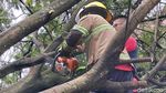 Waduh, 3 Mobil Rusak Tertimpa Pohon Tumbang di Bandung