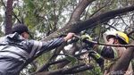 Waduh, 3 Mobil Rusak Tertimpa Pohon Tumbang di Bandung
