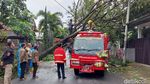 Waduh, 3 Mobil Rusak Tertimpa Pohon Tumbang di Bandung