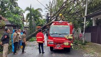 Petugas gabungan pun dikerahkan untuk melakukan penanganan pohon tumbang tersebut. 