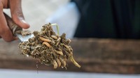 Terdapat pula pertemanan larva black soldier fly (BSF) untuk pengolahan sampah organik. (Andhika Prasetia/detikcom)