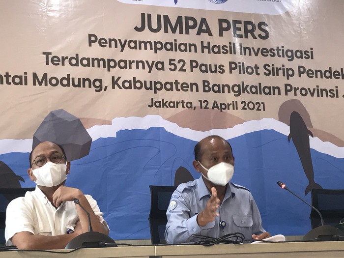Konpers hasil investigasi terdamparnya 52 paus di Bangkalan