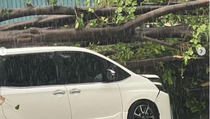 Mobil yang ditumpangi Erros Djarot tertimpa pohon tumbang