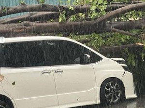 Mobil Erros Djarot Tertimpa Pohon Tumbang, Bisa Dicover Asuransi?