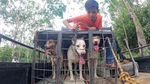 Ada Olahraga Berburu Babi di Jambi