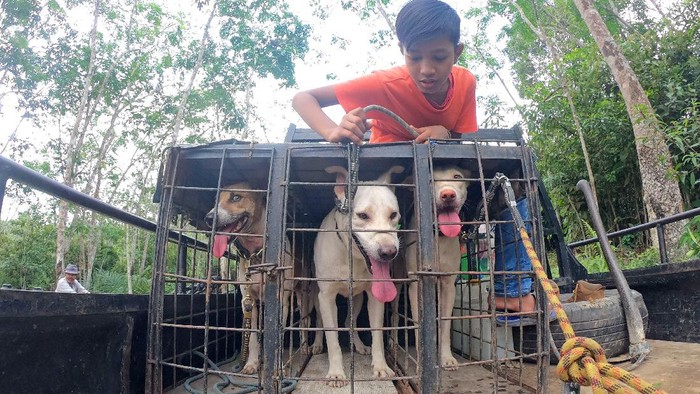 Peserta olahraga berburu babi membawa anjing peliharaannya saat berburu,  di Nyogan, Muarojambi, Jambi, Minggu (11/4/2021). Kegiatan mingguan yang diinisasi Forum Olahraga Berburu Babi (FORBI) setempat dan diikuti puluhan peserta tersebut bertujuan mengurangi populasi hama babi yang merusak kawasan perkebunan. ANTARA FOTO/Wahdi Septiawan/hp.