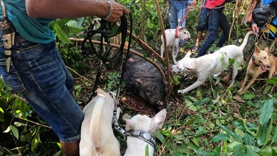Ada Olahraga Berburu Babi di Jambi