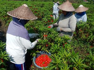 Petani Pacar Air di Jombang Panen Jelang Ramadan, Keuntungan Rp 20 Juta