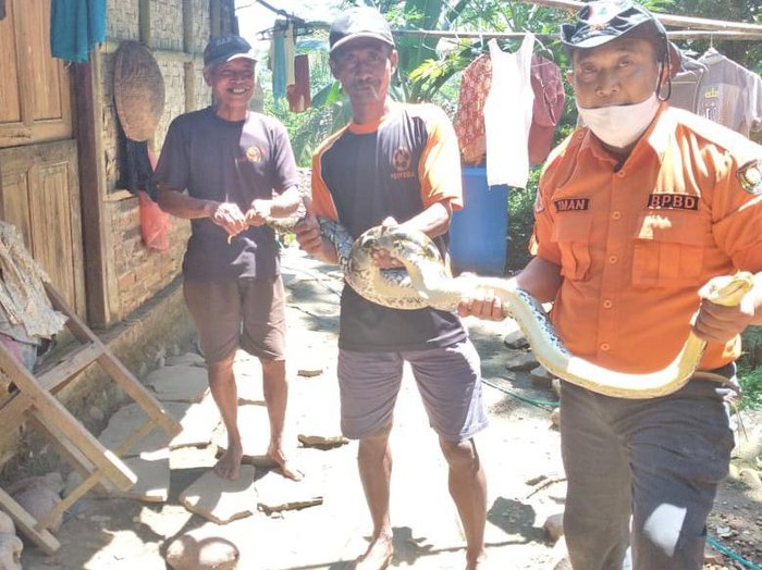 Ular piton 2 meter ditangkap di Purworejo, Senin (12/4/2021).
