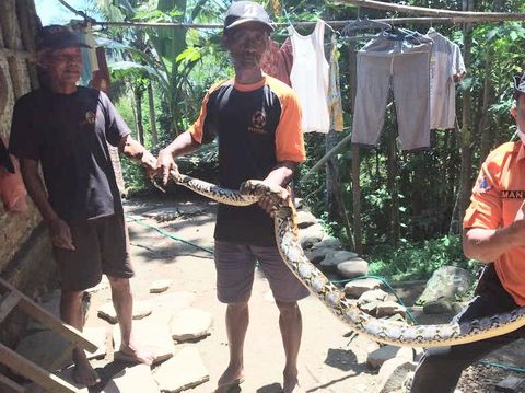 Ular piton 2 meter ditangkap di Purworejo, Senin (12/4/2021).
