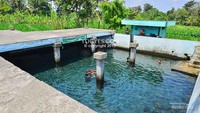 Umbul Saren, wisata pemandian murah di Kabupaten Sleman ini untuk masuknya hanya Rp 2.000.