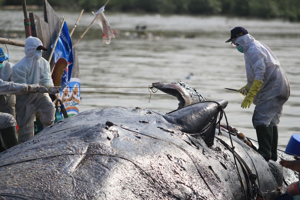 Sejumlah tim gabungan memeriksa bangkai ikan paus yang terdampar di pantai Bungko, Kapetakan, Kabupaten Cirebon, Jawa Barat, Selasa (13/4/2021). Bangkai ikan paus yang diduga jenis Paus Sperma (Physeter macrocephalus) sepanjang 15 meter itu ditemukan terdampar oleh nelayan dalam kondisi mati pada Minggu (11/4) lalu. ANTARA FOTO/Dedhez Anggara/foc.