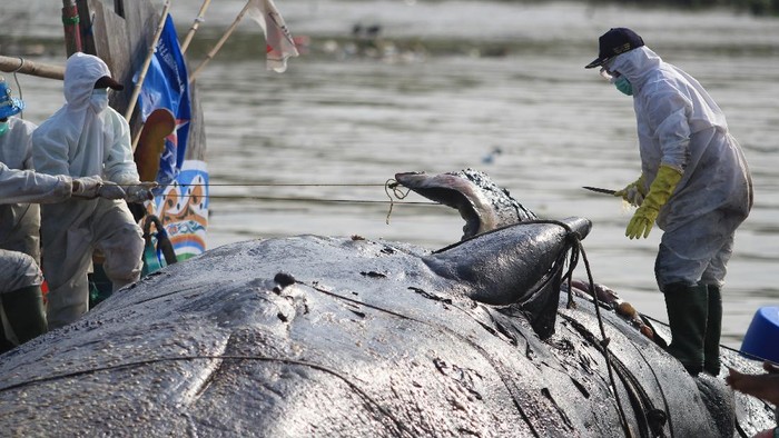 Sejumlah tim gabungan memeriksa bangkai ikan paus yang terdampar di pantai Bungko, Kapetakan, Kabupaten Cirebon, Jawa Barat, Selasa (13/4/2021). Bangkai ikan paus yang diduga jenis Paus Sperma (Physeter macrocephalus) sepanjang 15 meter itu ditemukan terdampar oleh nelayan dalam kondisi mati pada Minggu (11/4) lalu. ANTARA FOTO/Dedhez Anggara/foc.