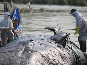 Paus Sperma Mati Terdampar di Cirebon