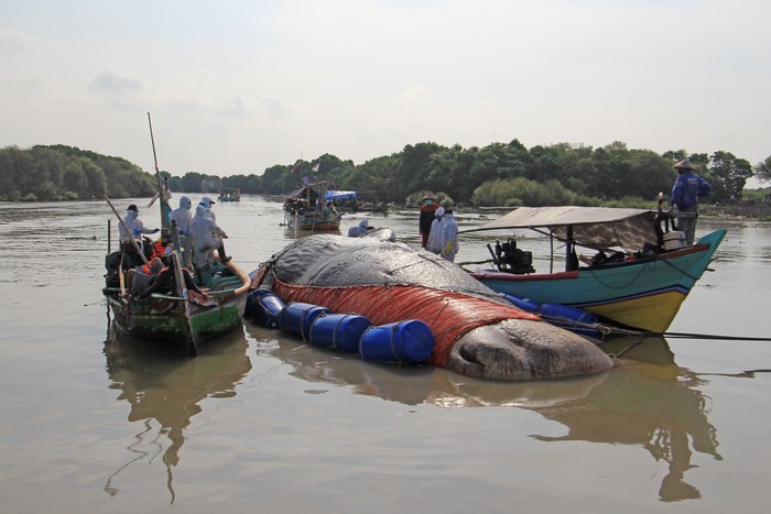 Sejumlah tim gabungan memeriksa bangkai ikan paus yang terdampar di pantai Bungko, Kapetakan, Kabupaten Cirebon, Jawa Barat, Selasa (13/4/2021). Bangkai ikan paus yang diduga jenis Paus Sperma (Physeter macrocephalus) sepanjang 15 meter itu ditemukan terdampar oleh nelayan dalam kondisi mati pada Minggu (11/4) lalu. ANTARA FOTO/Dedhez Anggara/foc.
