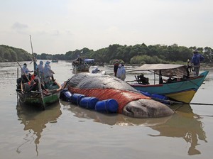 Mengkaji Penyebab Paus dan Orca Terdampar di Indonesia Butuh Waktu Panjang