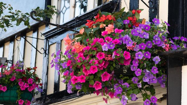 Beautiful mixture of various vibrant colored flowers in a hanging baskets on a house wall. Red and orange begonias, pink and purple petunias and pinkish geranium.