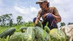 Jadi Bahan Takjil, Permintaan Buah Ini Meningkat di Bulan Puasa