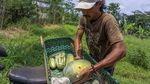 Jadi Bahan Takjil, Permintaan Buah Ini Meningkat di Bulan Puasa