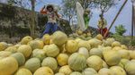Jadi Bahan Takjil, Permintaan Buah Ini Meningkat di Bulan Puasa