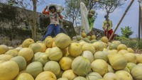 Menurut petani setempat, permintaan buah melon dari pedagang meningkat 50 persen pada bulan Ramadhan daripada hari biasa, dengan sekali panen mampu mencapai 2,5 ton yang dijual dengan harga Rp10 ribu per kilogram. ANTARA FOTO/Harviyan Perdana Putra  