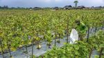 Jadi Bahan Takjil, Permintaan Buah Ini Meningkat di Bulan Puasa