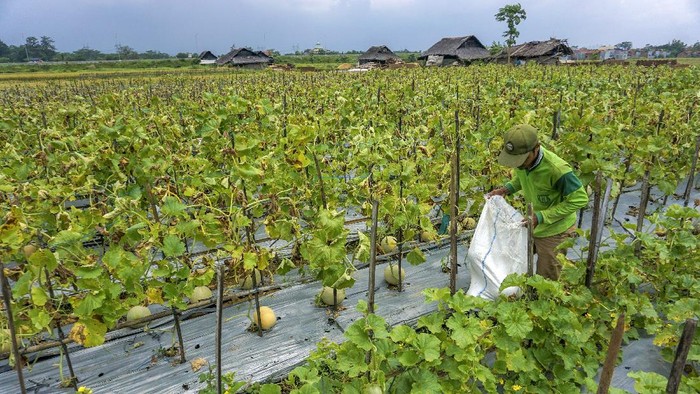 Jadi Bahan Takjil, Permintaan Deretan Buah Ini Meningkat Petani mensortir buah melon hasil panen, di Warungasem, Kabupaten Batang, Jawa Tengah, Selasa (13/4/2021). Menurut petani setempat, permintaan buah melon dari pedagang meningkat 50 persen pada bulan ramadhan daripada hari biasa, dengan sekali panen mampu mencapai 2,5 ton yang dijual dengan harga Rp10 ribu per kilogram. ANTARA FOTO/Harviyan Perdana Putra/hp.