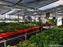 Hal yang Harus Dipersiapkan Saat Mulai Menanam di Atap Rumah