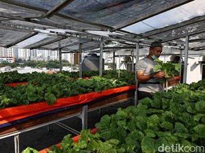 Hal yang Harus Dipersiapkan Saat Mulai Menanam di Atap Rumah