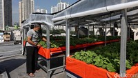 Pembuatan kebun mini aeroponik itu merupakan hasil dari bantuan donatur dan kerja sama warga.   