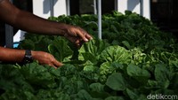 Saat ini menanam dengan sistem aeroponik dan hidroponik menjadi pilihan alternatif favorit bagi warga yang ingin berkebun tetapi tidak punya lahan yang besar.  