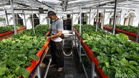 Pada hari ini tanaman pakcoy tersebut baru saja selesai panen setelah ditanam sejak 20 hari yang lalu.  